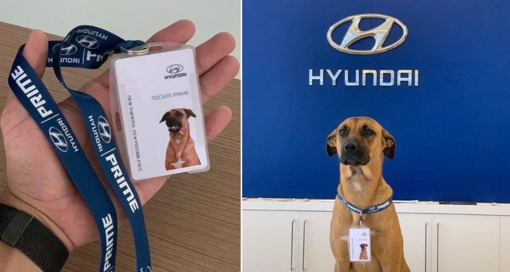 perro callejero, can, Brasil, Hyundai, agencia de autos, empresa, viral