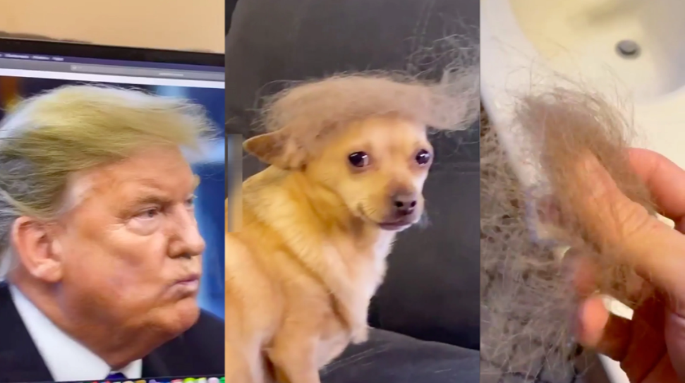 perro, Donald Trump, can, video viral, viral, chiste